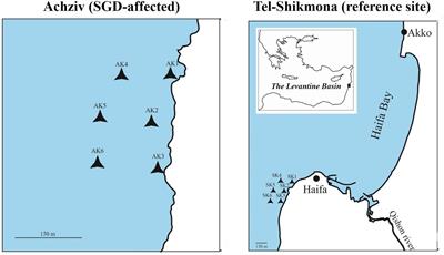 Nitrate-Enrichment Structures Phytoplankton Communities in the Shallow Eastern Mediterranean Coastal Waters